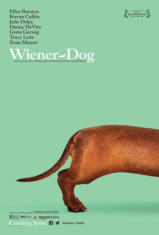 Dachshund